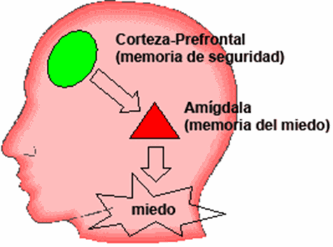 NIMH_PRhead-es