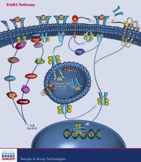ErbB4 Pathway