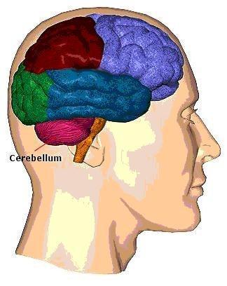 brain1.jpg
